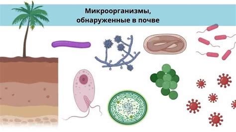 Безопасность и уничтожение вредных микроорганизмов