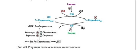 Важность желчных кислот