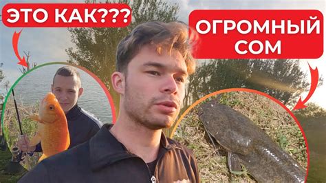 Влияние на рыбку