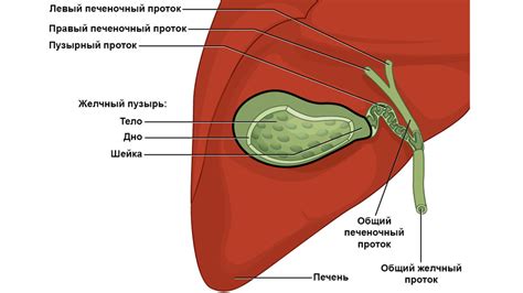 Выделение в желчный пузырь