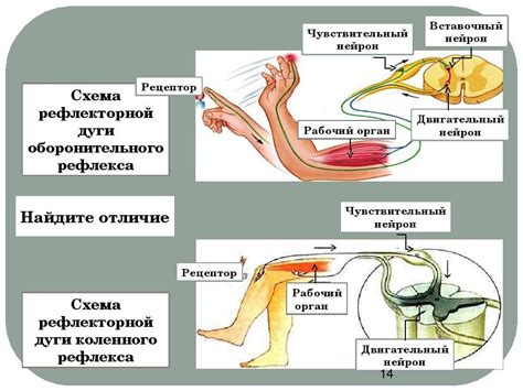 Действие механизма рефлекса