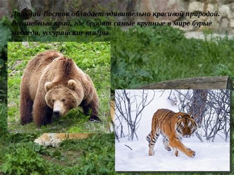 Животный мир северо-востока