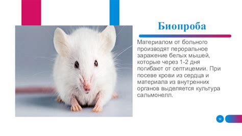 Заражение инфекциями от мышей