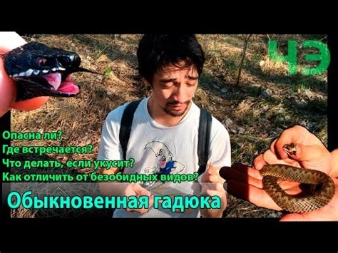Как избежать появления гадюки в вашем доме