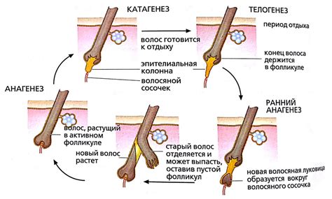 Как работает жизненный цикл волос