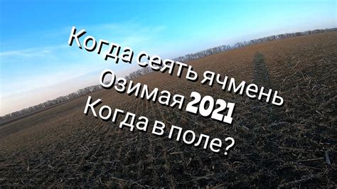Когда собирать ячмень
