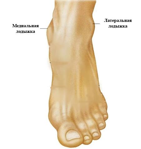 Лодыжка как показатель