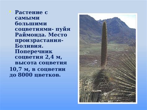 Место произрастания