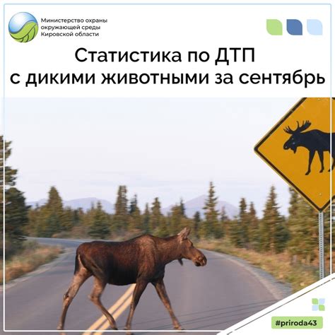 Обучение по взаимодействию с дикими животными