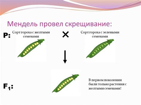 Основы генетики у мулатов и метисов