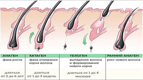 Основы роста волос