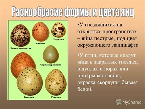 Особенности белой скорлупы