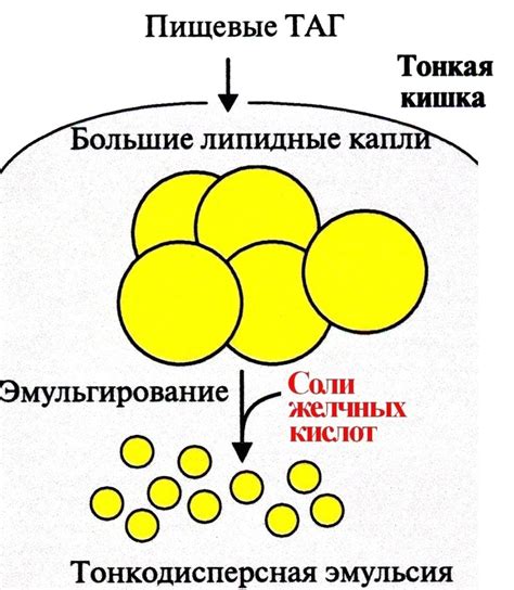Переваривание жиров