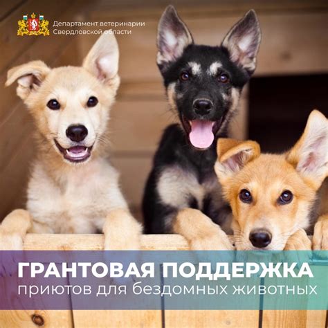 Поиск приютов для животных