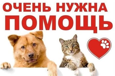 Помощь бездомным животным