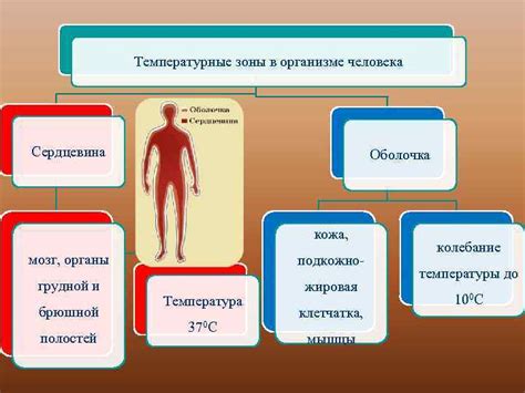 Пот и температурные изменения в организме