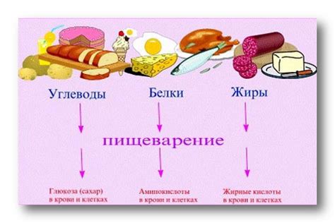 Продукты, содержащие силденафил: список пищевых источников