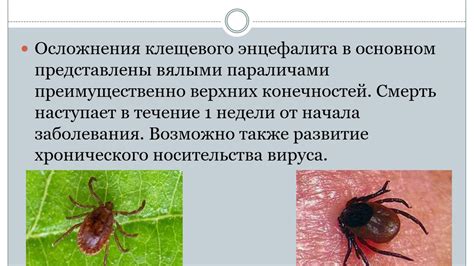 Профилактика клещевого укуса: секреты использования хозяйственного мыла