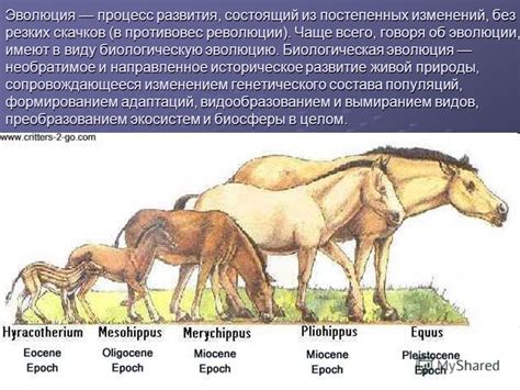 Процесс развития и эволюции котов