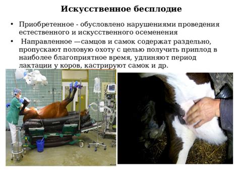 Роли самцов и самок в спаривании