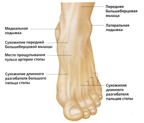 Связь лодыжки с телосложением