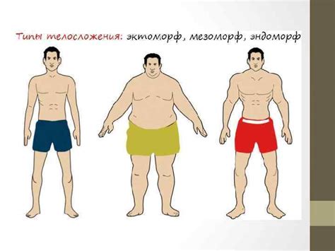 Соматотипы и лодыжка