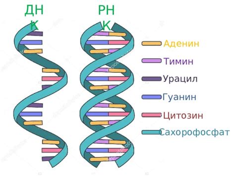 Сравнение ДНК- и РНК-вирусов