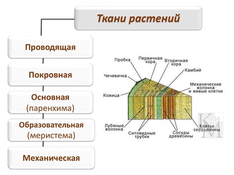 Сравнение ткани БЦК и Т15