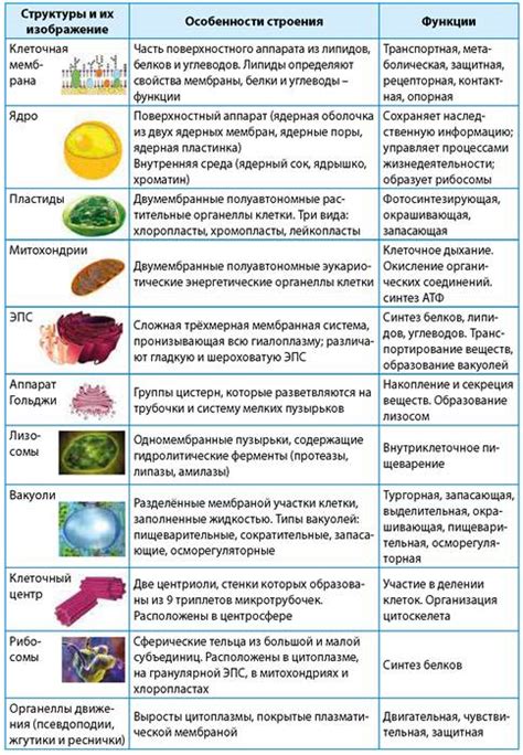 Структура и компоненты вакуумника