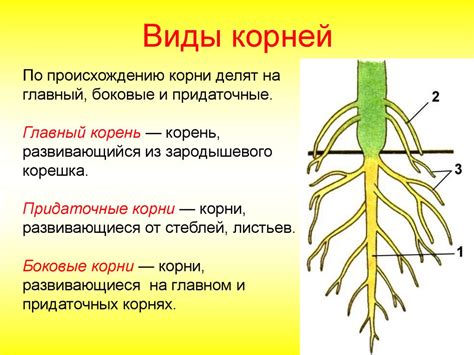 Типы и длина корней