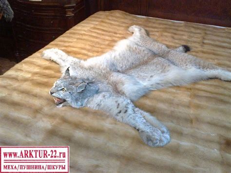 Украшение рыси и подведение итогов