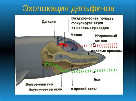 Ультразвуковые сигналы дельфинов