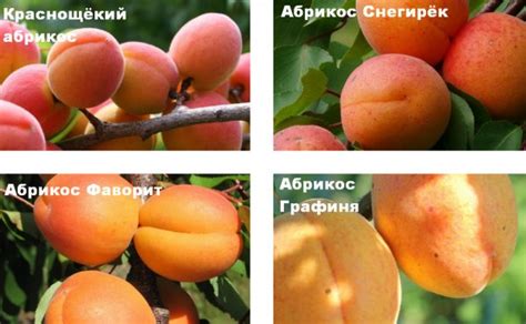 Урожайность и сроки созревания