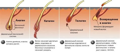 Фазы роста волос