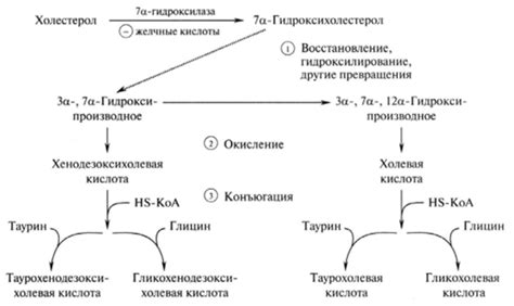 Функции желчных кислот в пищеварении