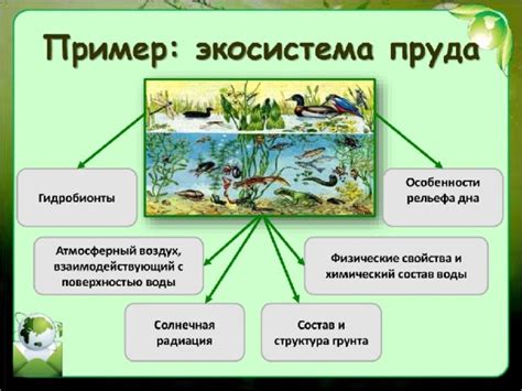 Экосистемы и виды