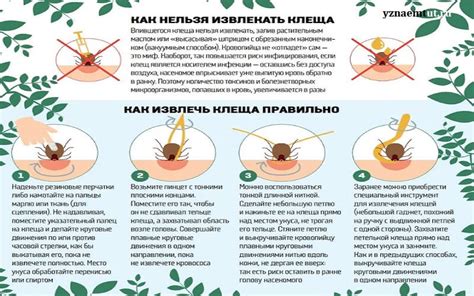 Эффективность хозяйственного мыла от клеща: факты и мифы